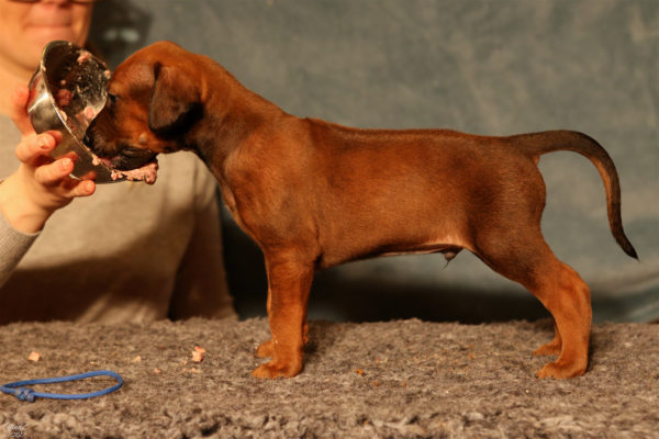 Iivo 4 weeks