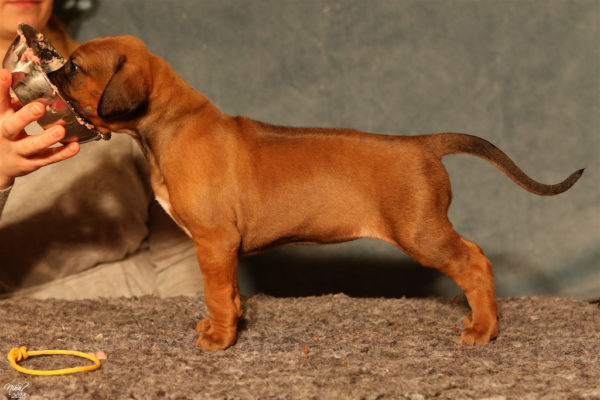 Inke 4 weeks