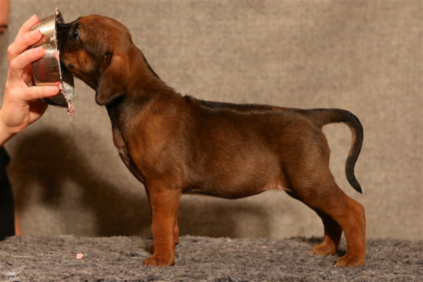 Lola 5 weeks