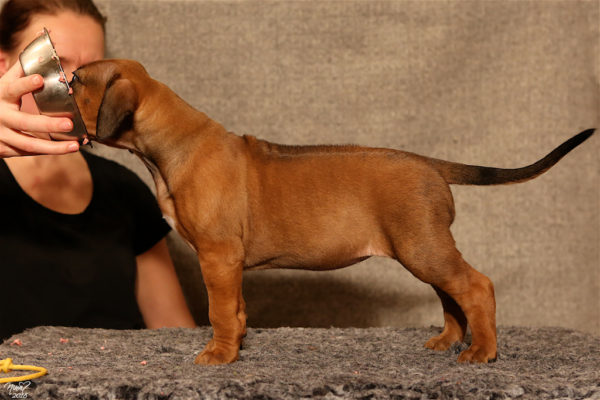 Inke 5 weeks
