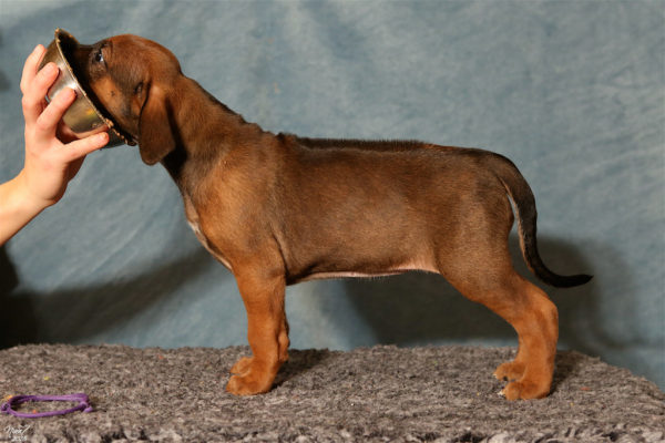 Lola 6 weeks