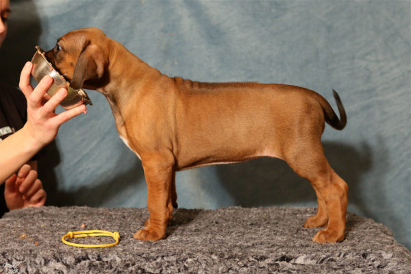 Inke 6 weeks