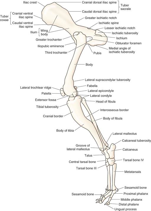 Alls bone. Dog Leg Anatomy. Dog hind Leg Anatomy. Rehabilitation Dog Front Legs. Knochen.