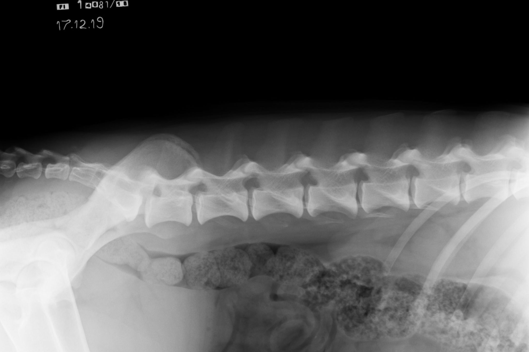 Lumbosacral transitional vertebra (LTV) in Rhodesian ridgebacks